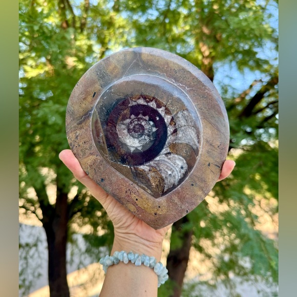 Other - Ammonite Fossil from Morocco